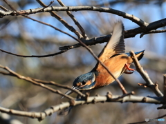 今日のカワセミ 飛び出し③