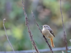 日々探鳥 ようやく撮らせてくれたジョビコ