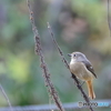 日々探鳥 ようやく撮らせてくれたジョビコ