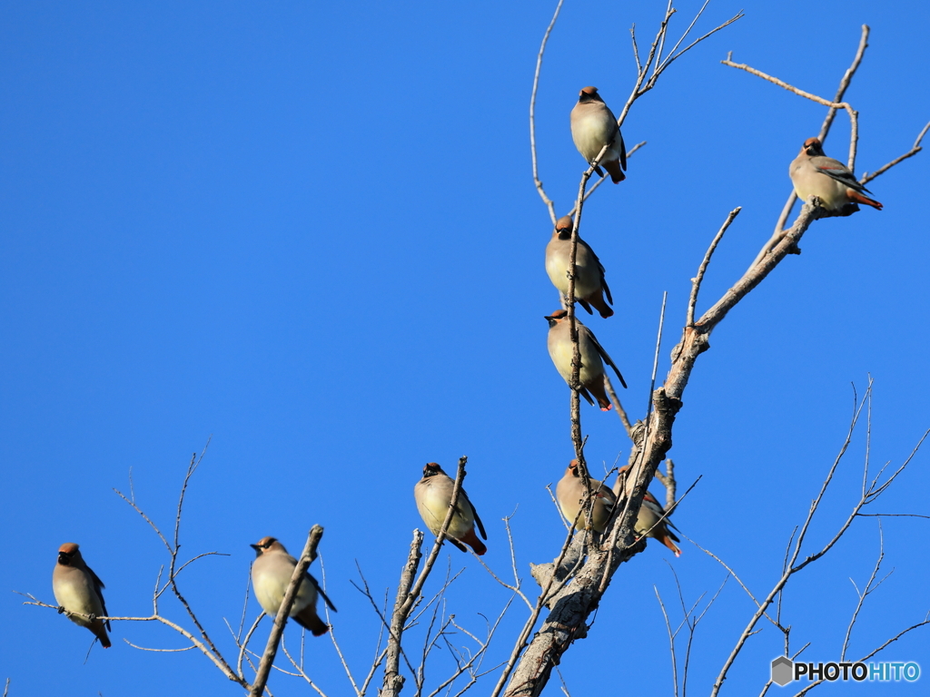 日々探鳥 今日も団体お客様 緋連雀