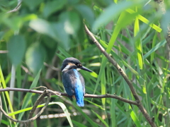 今日のカワセミ♂ 6/8 幼鳥？③