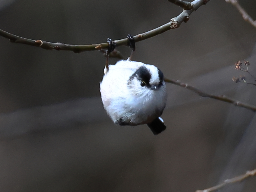 日々探鳥 エナガの飛出直前