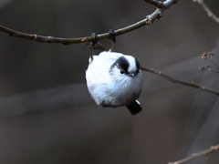 日々探鳥 エナガの飛出直前