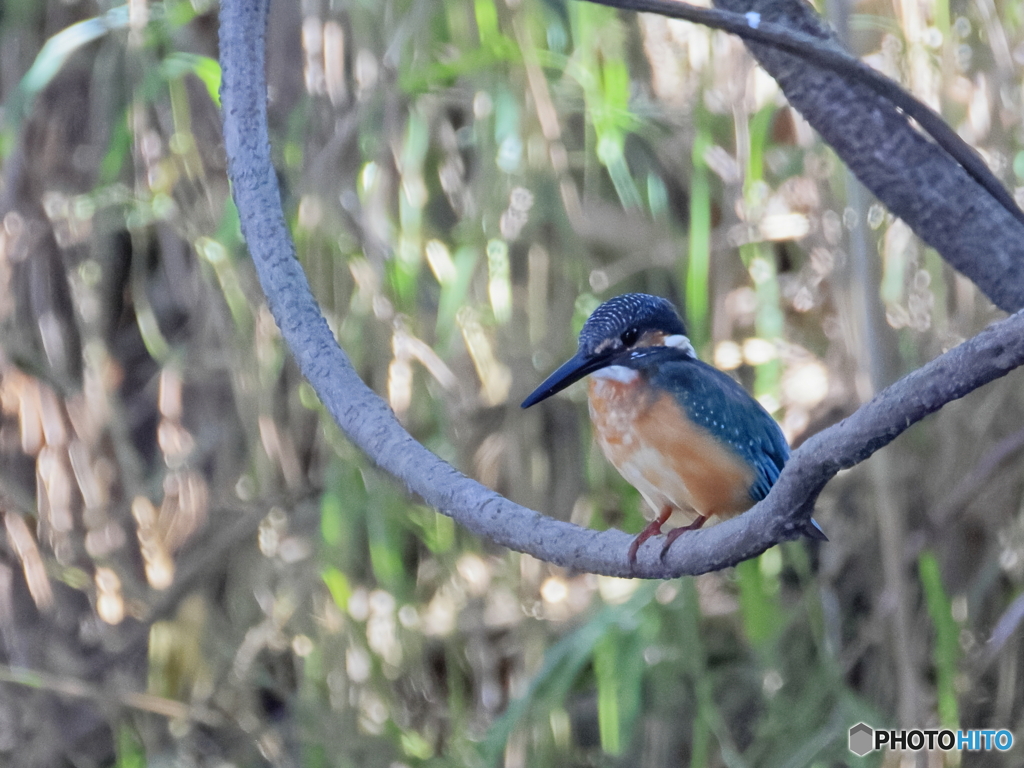 今日のカワセミ 戻って来たよ！