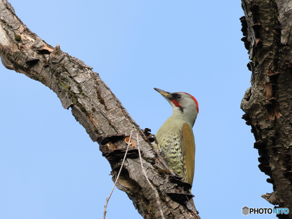 日々探鳥 只今休憩中