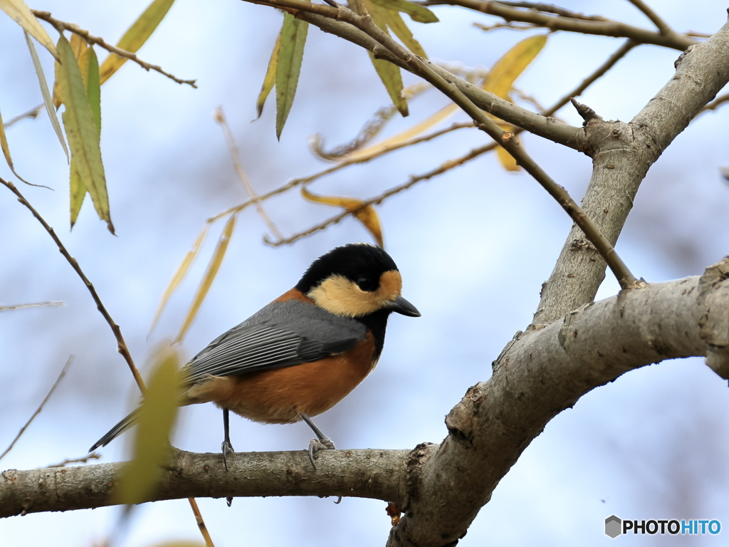 日々探鳥 混群に誘われて ヤマガラ