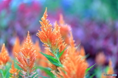 植物園散策 橙色が輝く