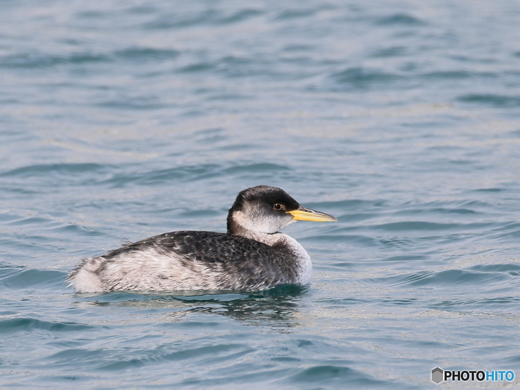日々探鳥 アカエリなしカイツブリ