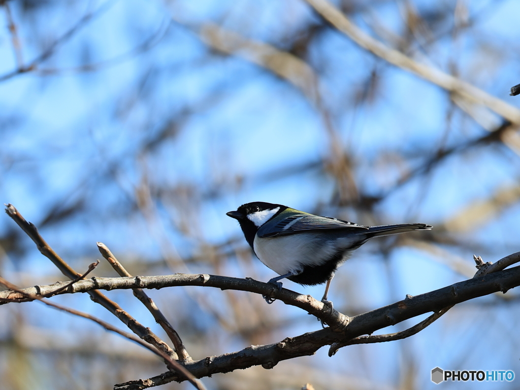 日々探鳥 ええ､なに？ 四十雀