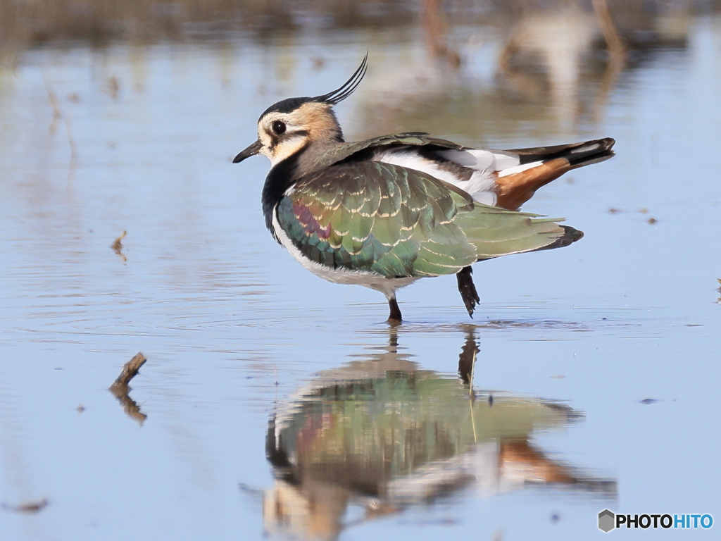 タゲリ百選 後ろから見ないで！
