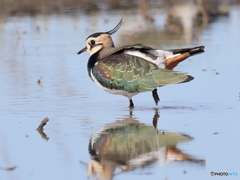 タゲリ百選 後ろから見ないで！