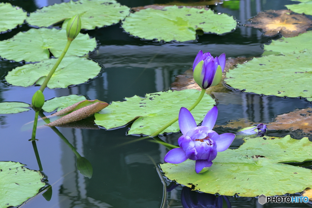 植物園散策 スイレン 青紫