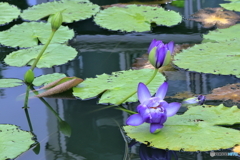 植物園散策 スイレン 青紫