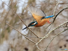 今日のカワセミ 移動？