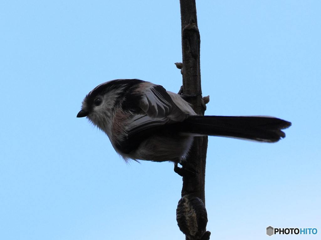 日々探鳥 後ろ姿も可愛いエナガ