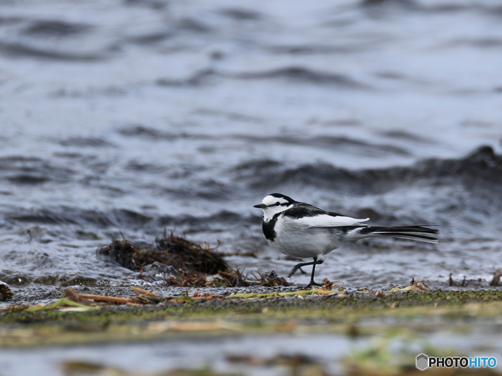 日々探鳥 波危ないよハクセキレイ
