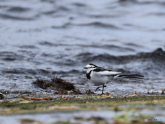 日々探鳥 波危ないよハクセキレイ