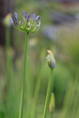 庭の花 アガパンサス