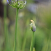 庭の花 アガパンサス