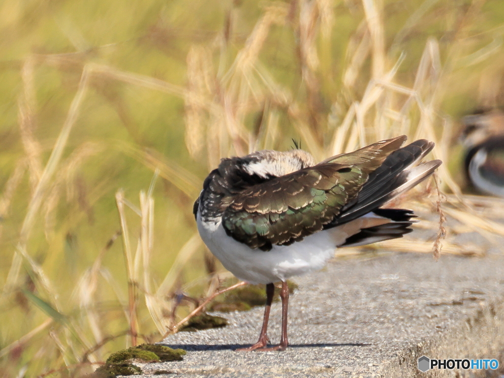 タゲリ百選 羽繕い