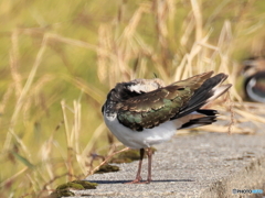 タゲリ百選 羽繕い
