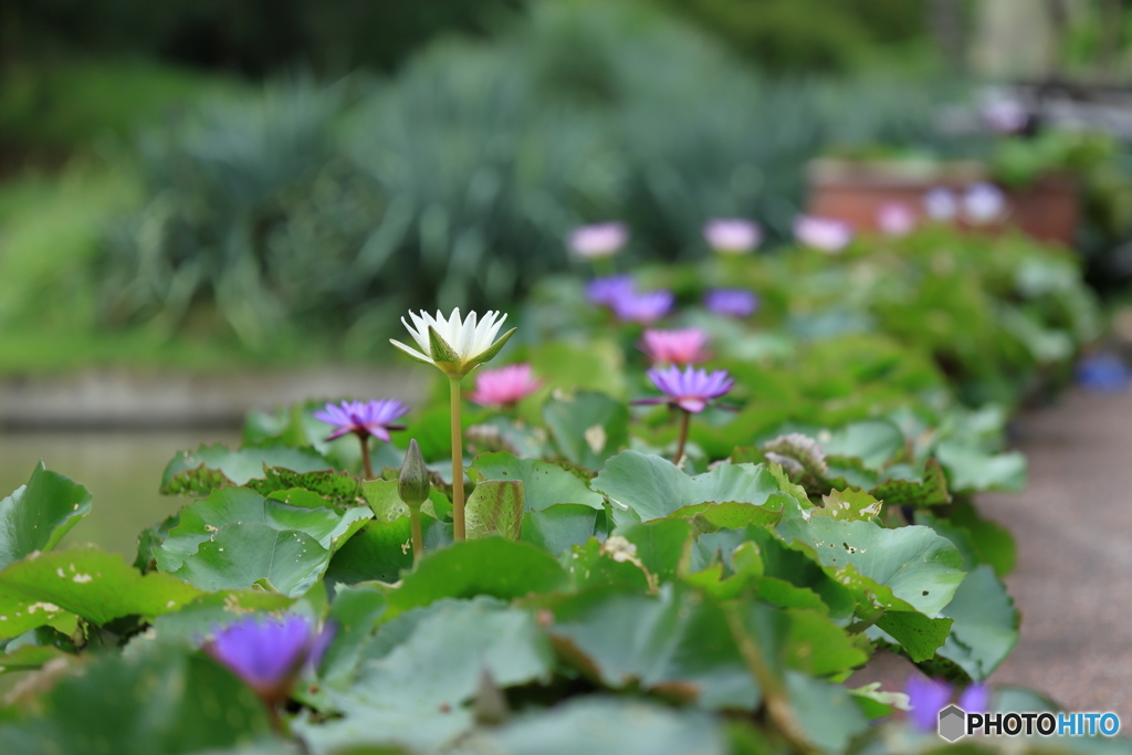 植物園散策 スイレン のぞむ