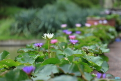 植物園散策 スイレン のぞむ