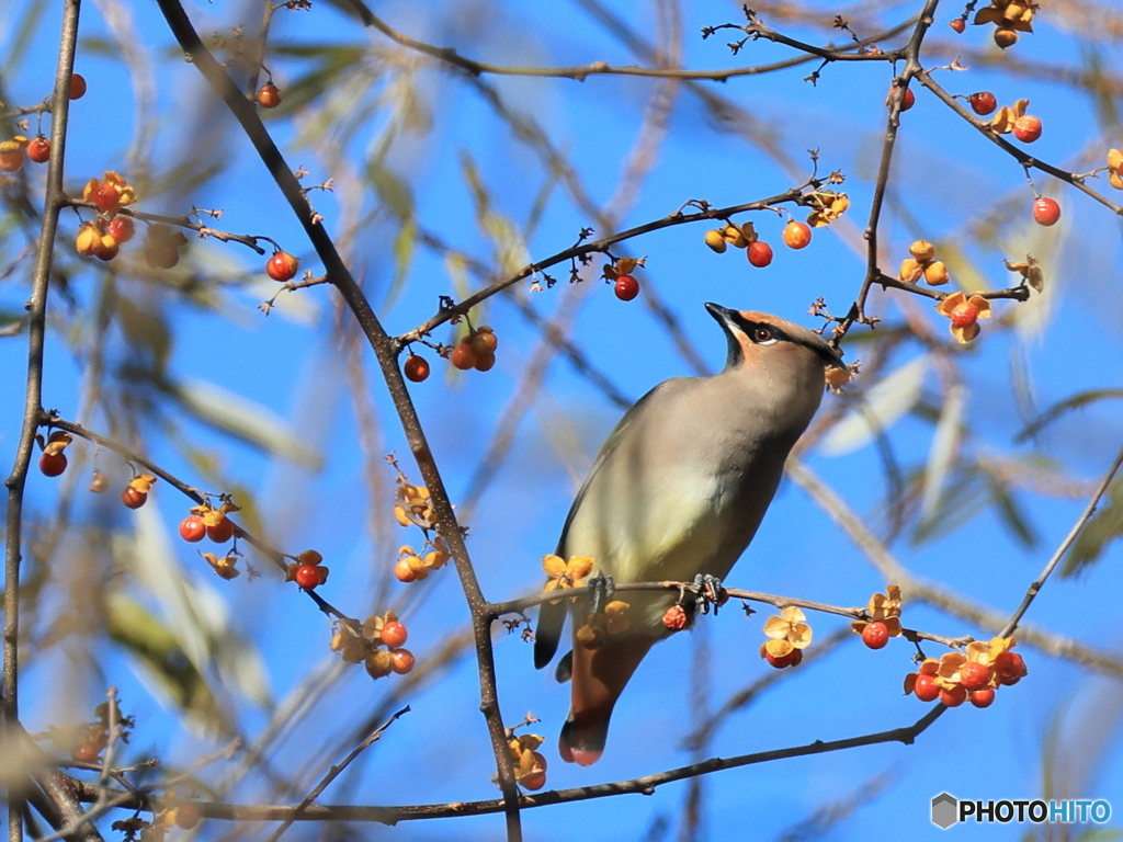 日々探鳥 ツルウメモドキに集まる連雀