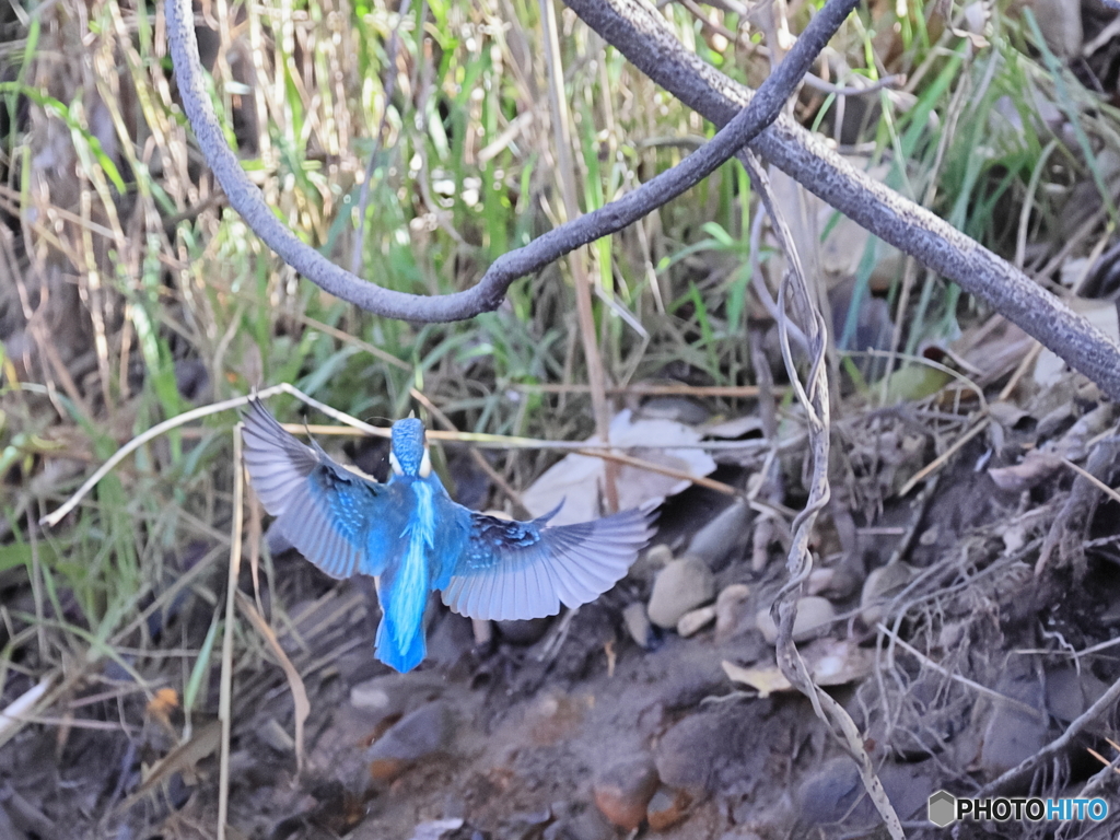 今日のカワセミ ゲットできず！