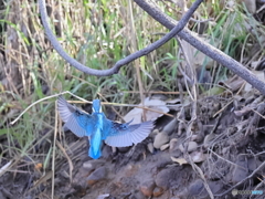 今日のカワセミ ゲットできず！