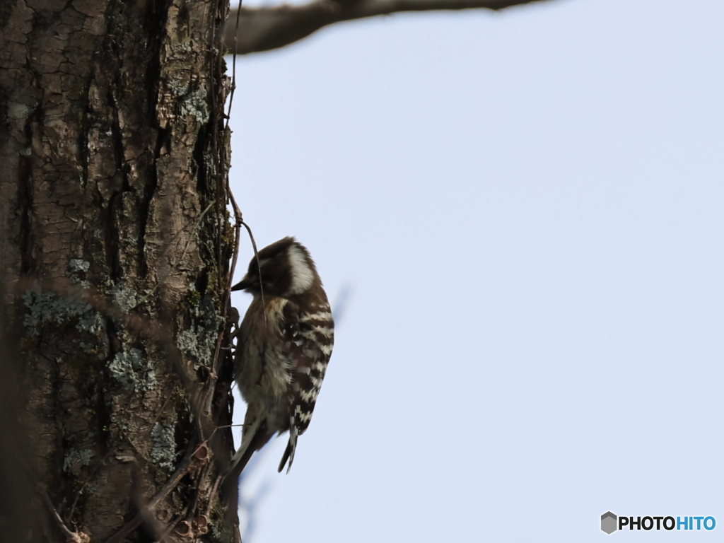 日々探鳥 混群の次はコゲラの証拠写真