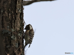 日々探鳥 混群の次はコゲラの証拠写真