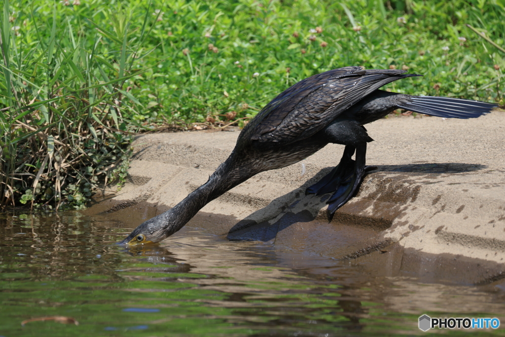 日々探鳥 河鵜
