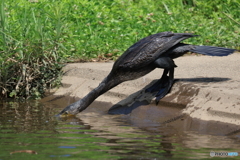 日々探鳥 河鵜