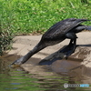 日々探鳥 河鵜