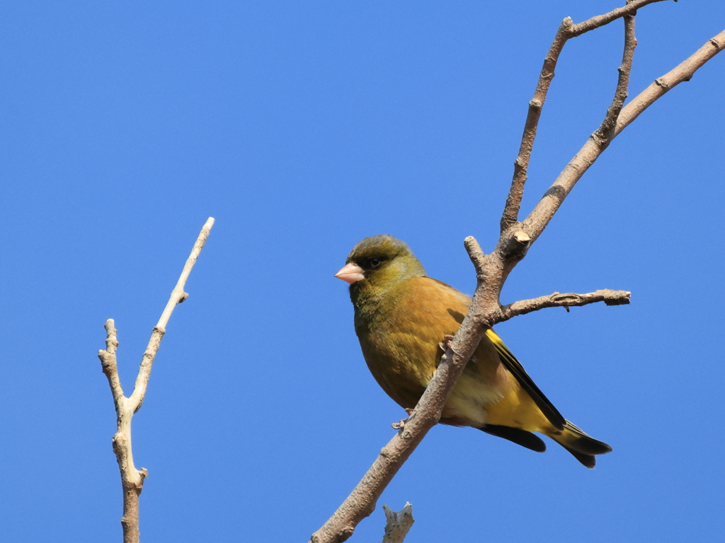日々探鳥 カワラヒワ