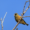 日々探鳥 カワラヒワ