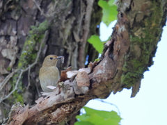 日々探鳥 オオルリ♀②あげないよ！