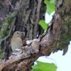 日々探鳥 オオルリ♀②あげないよ！