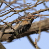 日々探鳥 新芽を啄むコゲラ③