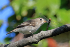 日々探鳥 上手ですね コサメビタキ