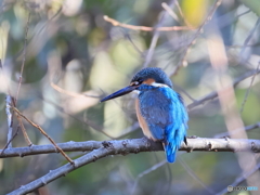 今日のカワセミ 背中もきれいでしょ