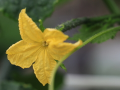 庭の花 2週間後が楽しみ