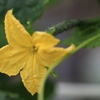 庭の花 2週間後が楽しみ