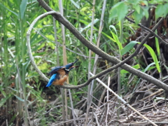 今日のカワセミ♂ 5/23 おたけび？