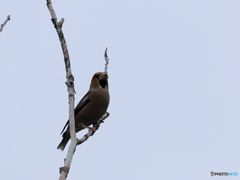 日々探鳥 シメもやって来たね