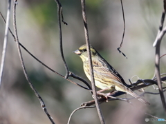 日々探鳥 藪の中のアオジ
