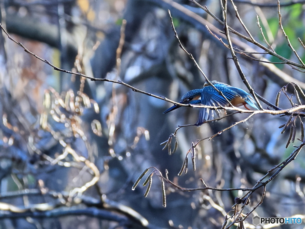 今日のカワセミ 朝露の飛び出し①