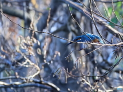 今日のカワセミ 朝露の飛び出し①