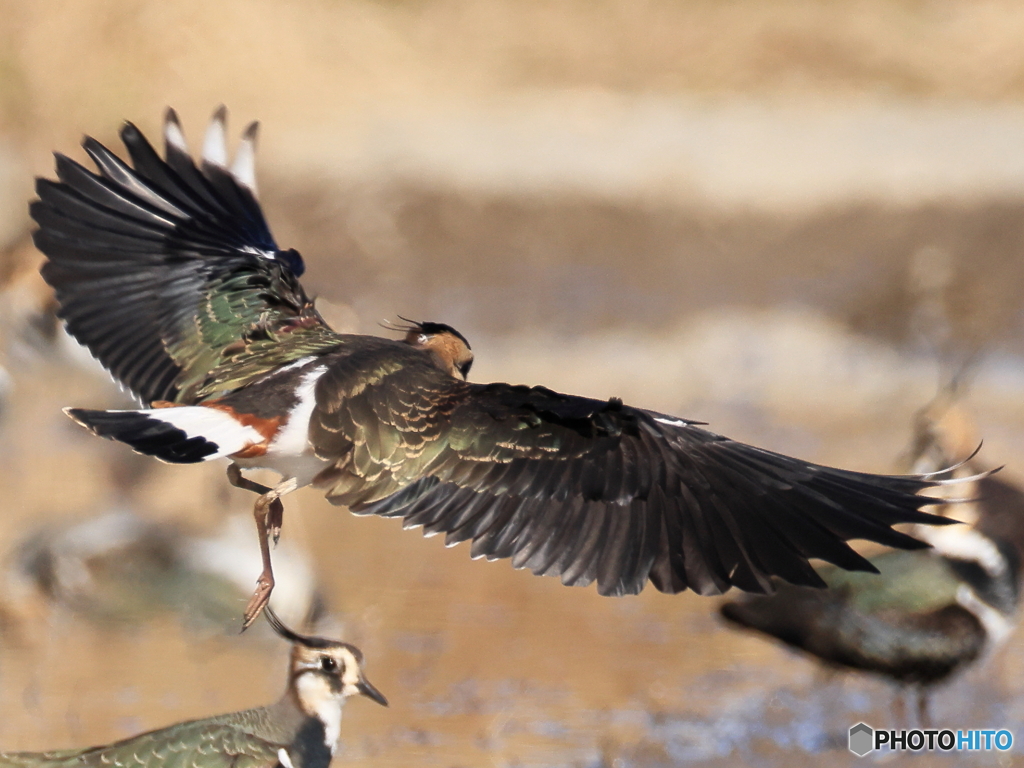 タゲリ百選 綺麗な翼でしょ後姿